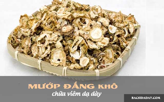 mướp đắng chữa đau dạ dày