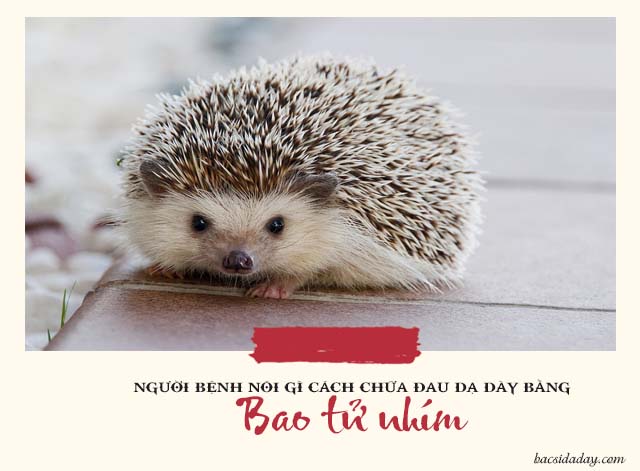 bao tử nhím trị bệnh dạ dày