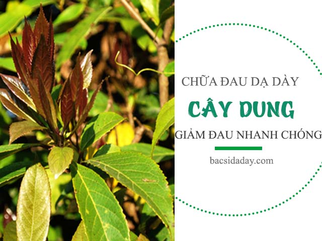 Cây dung trị đau dạ dày