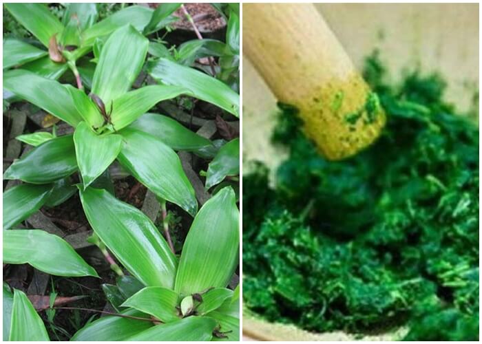 Chữa bệnh đau dạ dày bằng dịch ép cây lược vàng Chữa bệnh đau dạ dày bằng dịch ép cây lược vàng