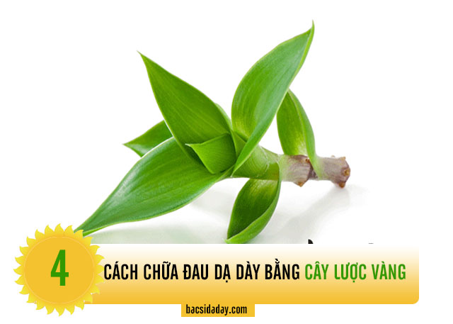 chữa đau dạ dày bằng cây lược vàng