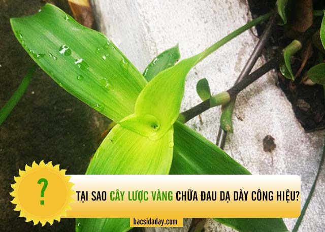 cây lược vàng chữa đau dạ dày