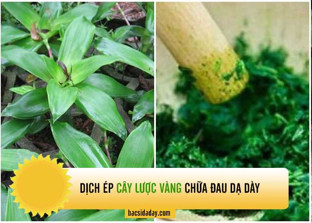 chữa bệnh dạ dày bằng cây lược vàng