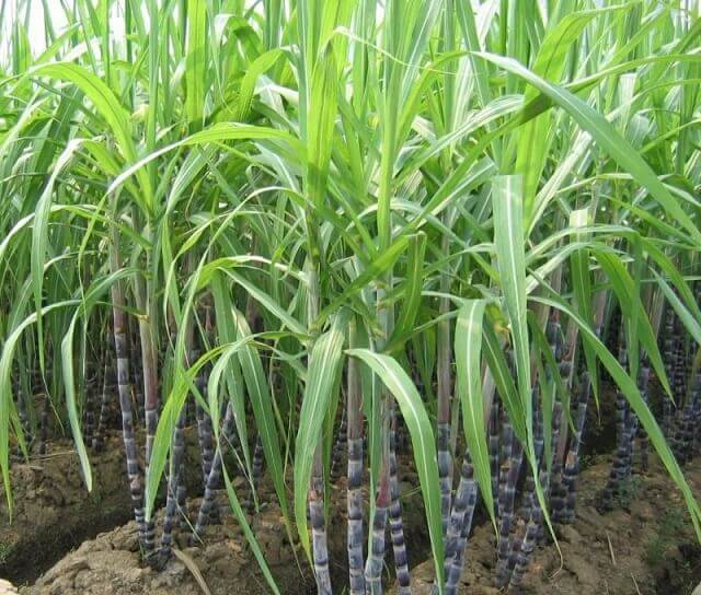 Tác dụng chữa đau dạ dày bằng mía Tác dụng chữa đau dạ dày bằng mía