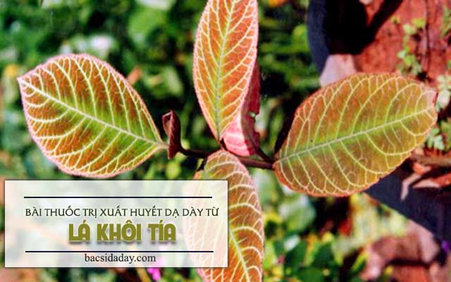 bài thuốc nam trị xuất huyết dạ dày