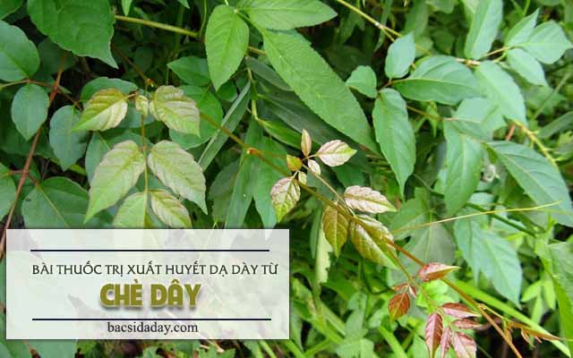 chữa xuất huyết dạ dày 