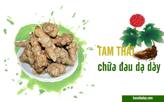 tam thất có chữa đau dạ dày