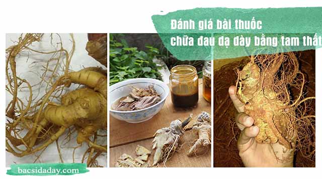 chữa đau dạ dày bằng tam thất