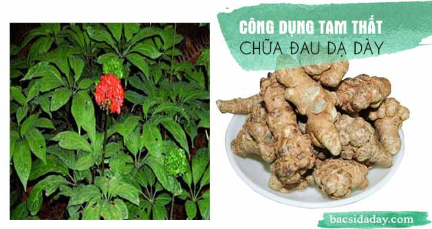 tam thất chữa đau dạ dày