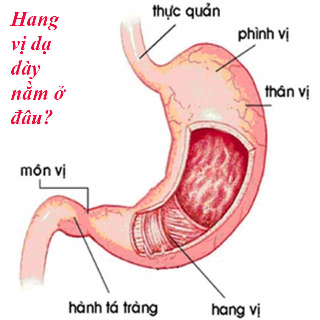 Vị trí hang vị dạ dày