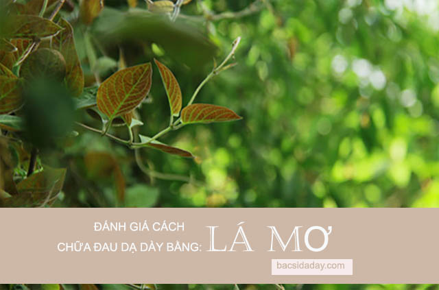 trị đau dạ dày bằng lá mơ lông