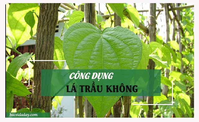 cách chữa đau dạ dày bằng lá trầu không