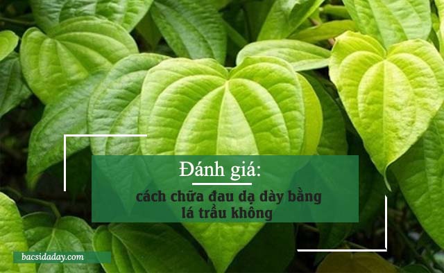 trị đau dạ dày bằng lá trầu không