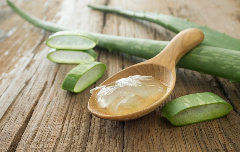Dùng nha đam (lô hội) chữa đau dạ dày