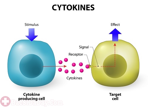 Chất cytokines là chất trung gian điều hòa tế bào trong cơ thể, ngừa ung thư dạ dày