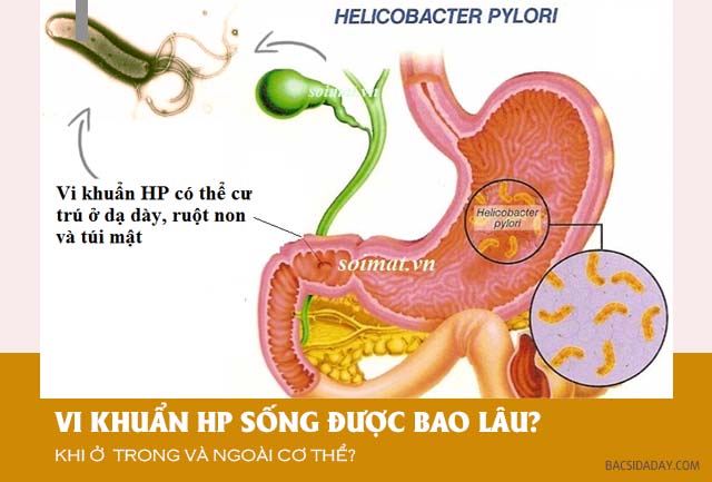 Vi khuẩn Hp sống được bao lâu