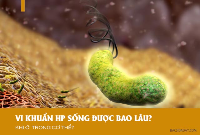 Vi khuẩn Hp sống được bao lâu trong cơ thể