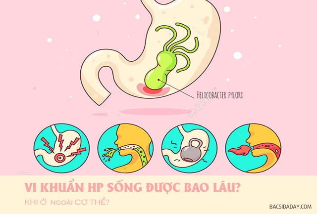 vi khuẩn Hp tồn tại bên ngoài được bao lâu