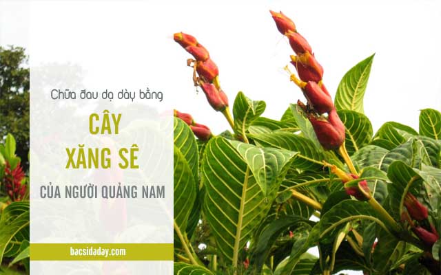 cây xăng sê chữa đau dạ dày