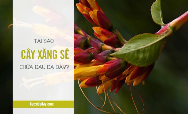 cây xăng sê chữa đau dạ dày