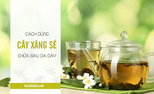 Cách chữa bệnh đau dạ dày bằng cây xăng sê