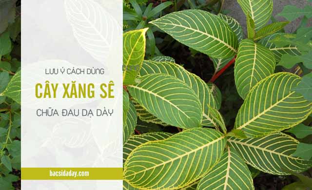 tác dụng cây xăng sê