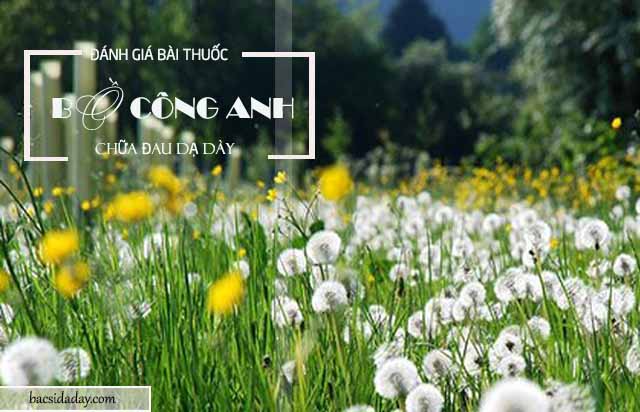 chữa bệnh đau dạ dày bằng bồ công anh