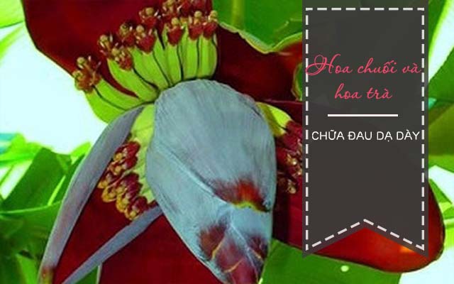 Chữa đau dạ dày với hoa chuối 