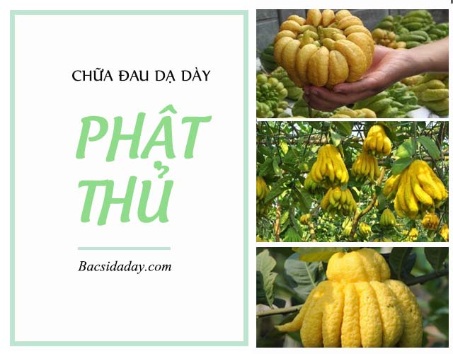 Chữa đau dạ dày bằng phật thủ