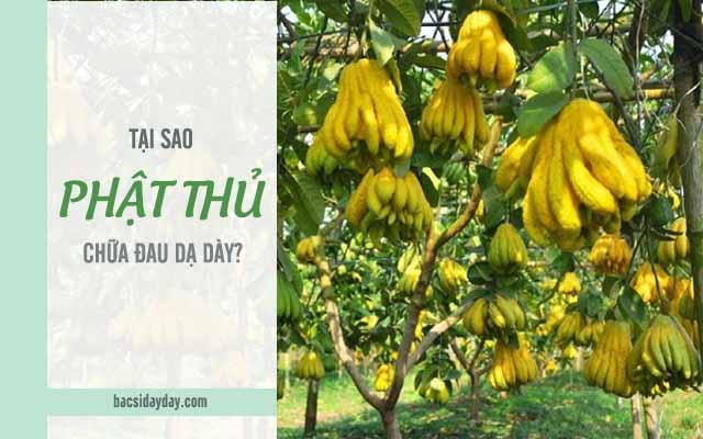 phật thủ chữa đau dạ dày