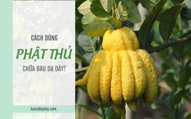 cách chữa đau dạ dày bằng quả phật thủ