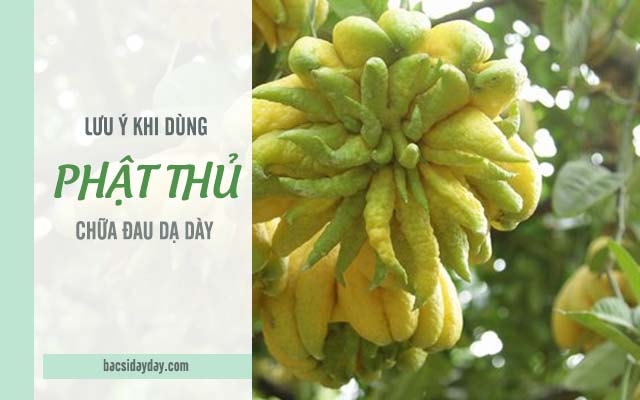 quả phật thủ chữa bệnh đau dạ dày