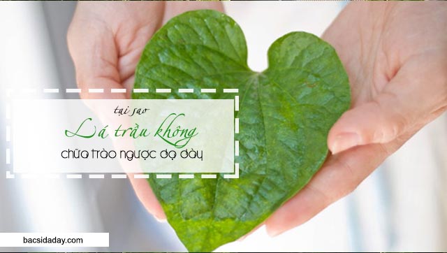 chữa trào ngược dạ dày bằng lá trầu không