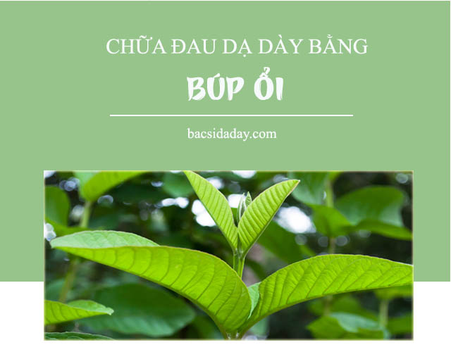 chữa đau dạ dày bằng búp ổi
