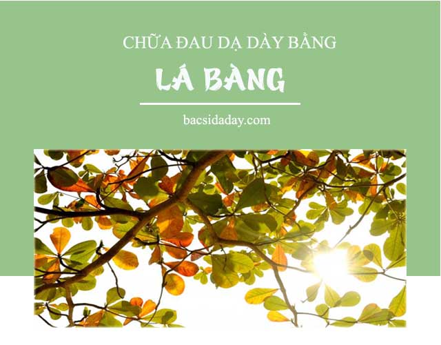 lá bàng chữa đau dạ dày