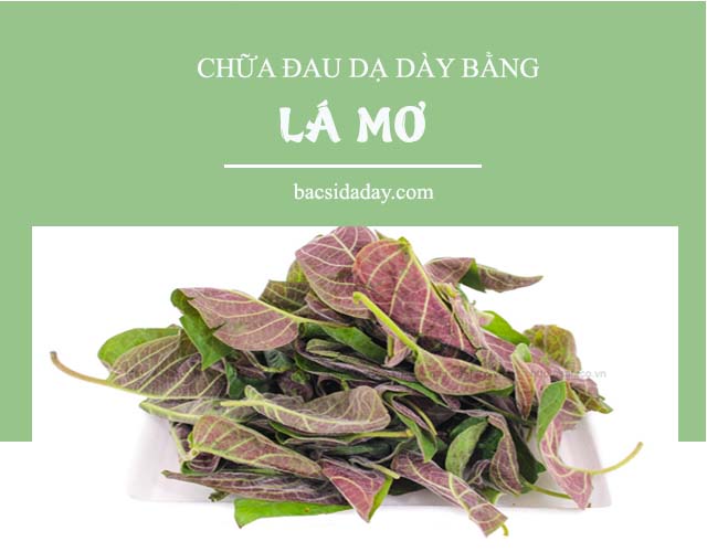 chữa đau dạ dày bằng lá mơ