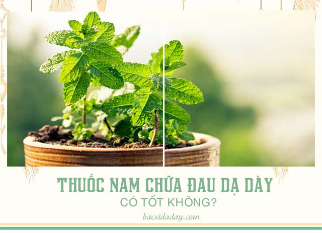 cây thuốc nam chữa đau dạ dày