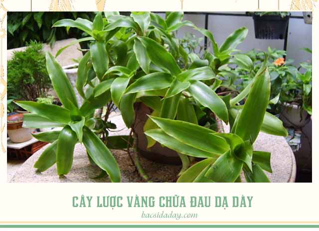 chữa viêm loét dạ dày bằng thuốc nam