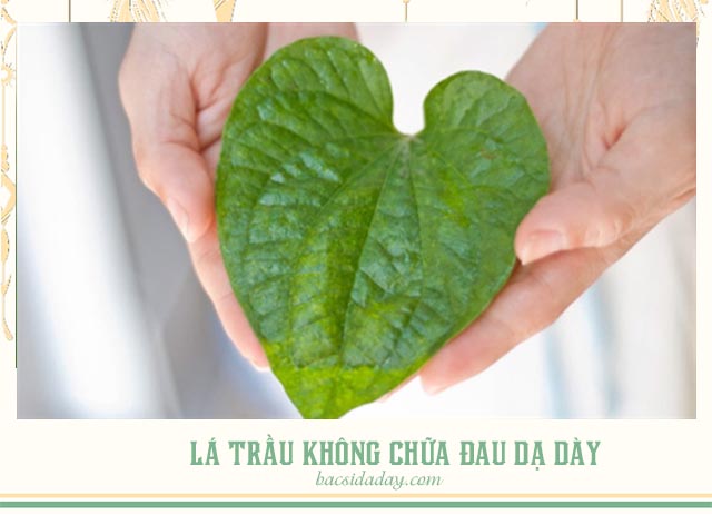 thuốc nam chữa viêm loét dạ dày