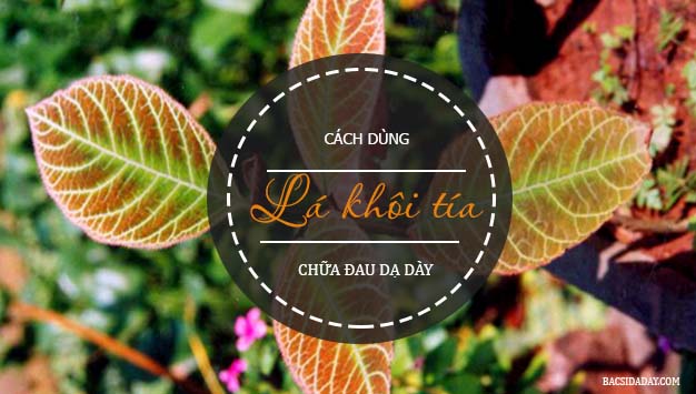 chữa đau dạ dày bằng lá khôi tía