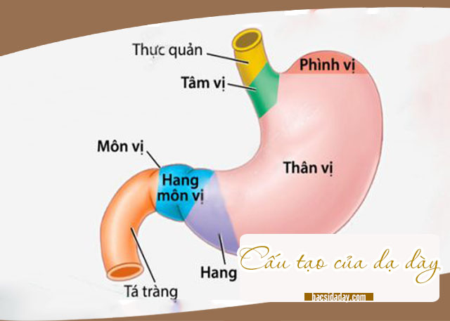 Viêm xung huyết hang vị dạ dày