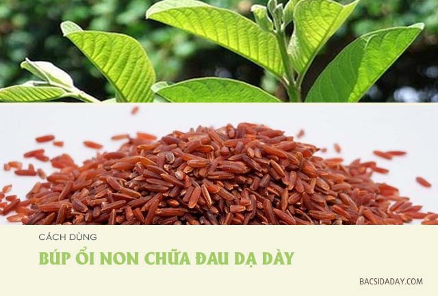 cách chữa đau dạ dày bằng búp ổi non